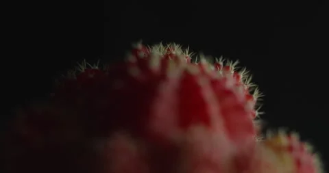 Cactus with light changes Stock Footage 162421841
