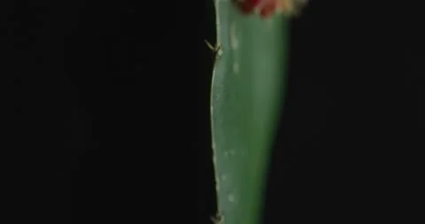 Cactus with light changes Stock Footage 162421858