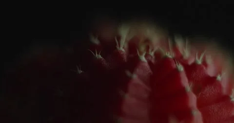 Cactus with light changes Stock Footage 162421971