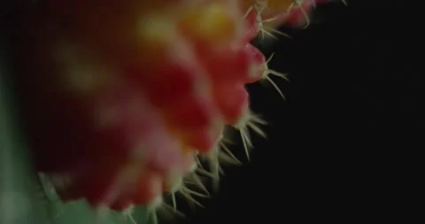Cactus with light changes Stock Footage 162422052