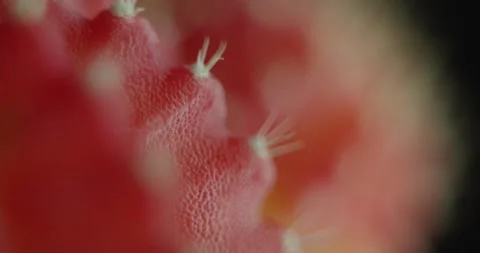 Cactus with light changes Stock Footage 162422243