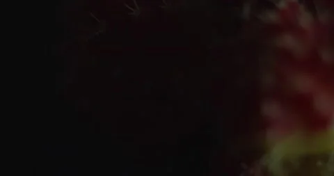 Cactus with light changes Stock Footage 162422311