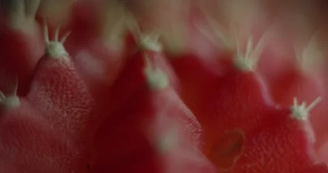 Cactus with light changes Stock Footage 162422363