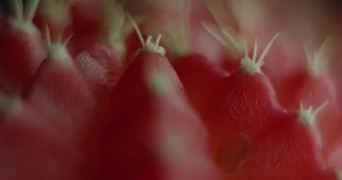 Cactus with light changes Stock Footage 162422405