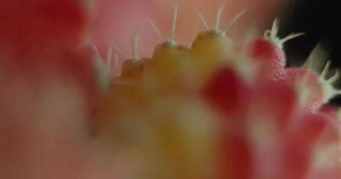 Cactus with light changes Stock Footage 162422435