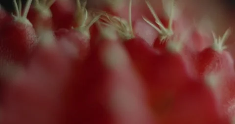 Cactus with light changes Stock Footage 162422439