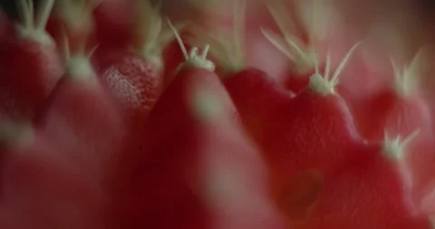 Cactus with light changes Stock Footage 162422463