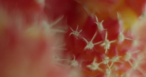 Cactus with light changes Stock Footage 162422512