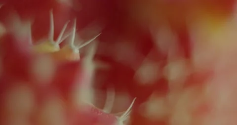 Cactus with light changes Stock Footage 162422577