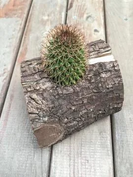Cactus in a log Stock Photos