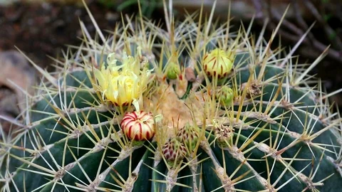 Cactus with long spines. Stock Footage 120281853