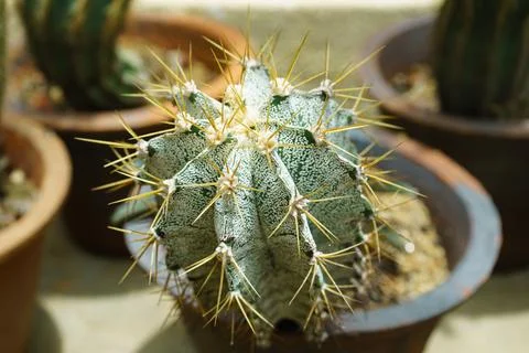 Cactus with long spines in a pot Stock Photos