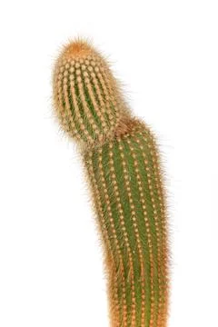A cactus with a long stem and spines Foto stock