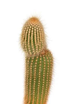 A cactus with a long stem and spines Stock Photos