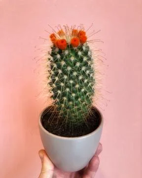 Cactus love Stock Photos