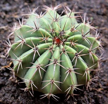 Cactus macro 1 Stock Photos