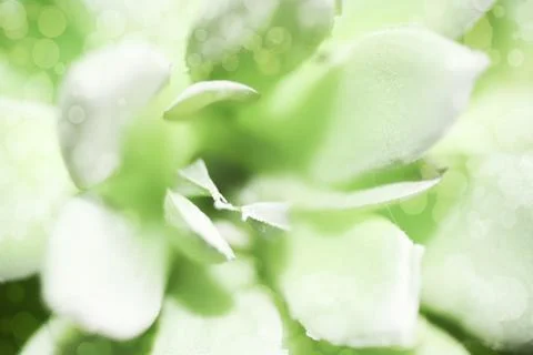 Cactus macro background - cactus macro Stock Photos