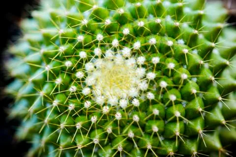 Cactus macro background fine art in high quality prints products fifty megapi Stock Photos