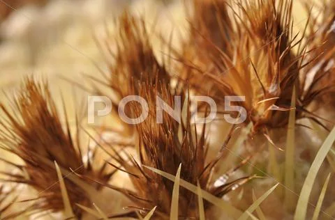 Cactus macro detail Stock Photos