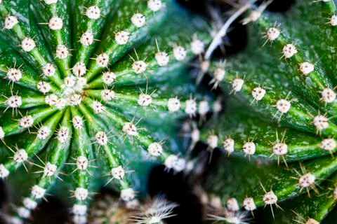 Cactus macro image, selective focus. Foto stock