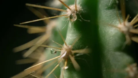 Cactus macro pan with water drops. 4K (UHD) Stock Footage 81359639
