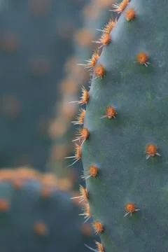 Cactus macro Foto stock