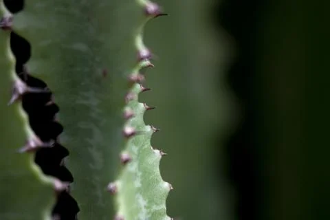 Cactus Macro Stock Photos