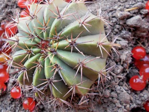 Cactus macro Stock Photos