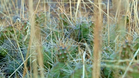 Cactus macro pricklypear prickly pear optunia fragilis 2 Painted Hills Oregon 26 Stock-Footage 81604268