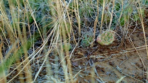 Cactus macro pricklypear prickly pear optunia fragilis 3 Painted Hills Oregon 27 Stock Footage 81604322