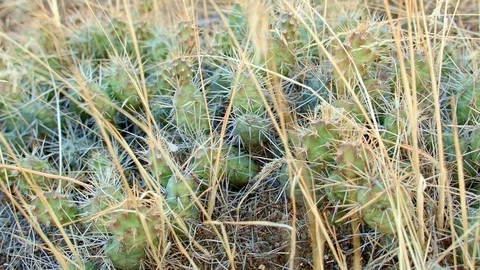 Cactus macro pricklypear prickly pear optunia fragilis Painted Hills Oregon 25 Video stock 81604513