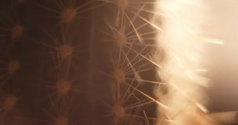 Cactus. Macro shot in low key lighting. Stock Footage 126551330