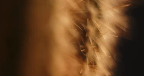 Cactus. Macro shot in low key lighting. Stock Footage 126551588