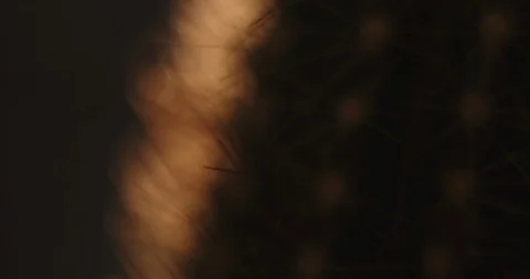 Cactus. Macro shot in low key lighting. Stock Footage 126551613