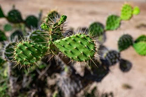 A cactus with many spines is shown in the image Foto stock