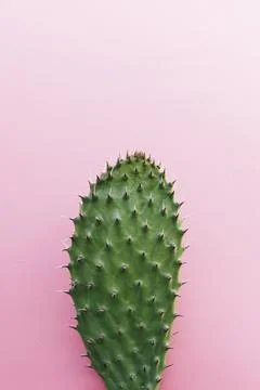Cactus with many thorns colored background. High quality photo Stock Photos