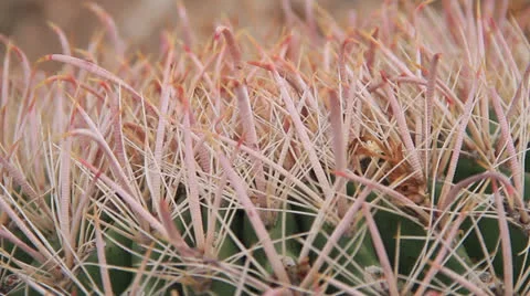 Cactus March Video stock 26483401