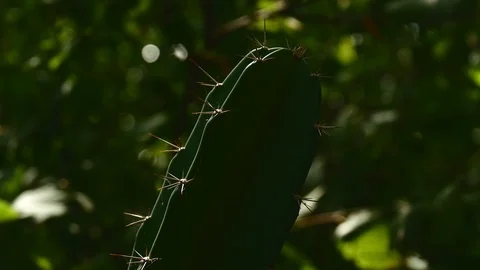 Cactus med Stock Footage 126878699