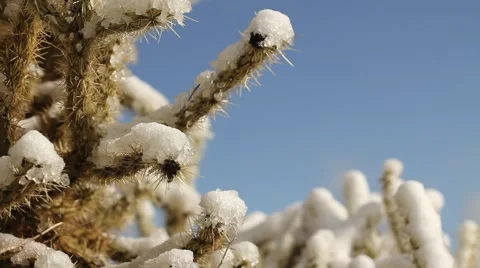 Cactus with melting snow Stock Footage 40195968