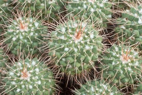 Cactus of mexico Stock Photos
