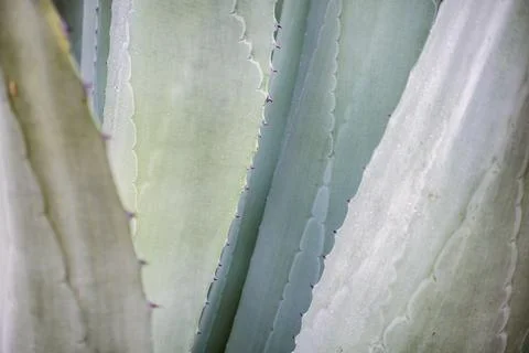 Cactus in mexico for wallpaper or background Stock Photos