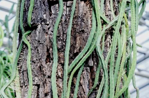 Cactus milkweed triangular winds through the trunk of a large tree in the gre Foto stock