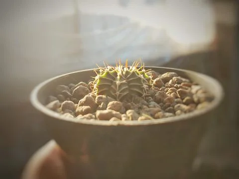 Cactus mini in background belur Stock Photos