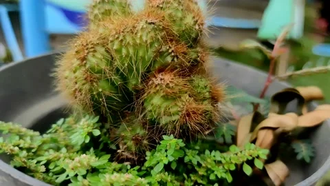 Cactus in a Mini Pot with 4k Resolution Stock Footage 232980371
