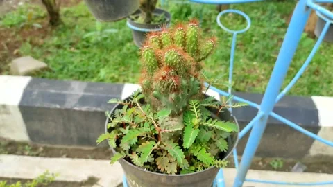 Cactus in a Mini Pot with 4k Resolution Stock Footage 232980766