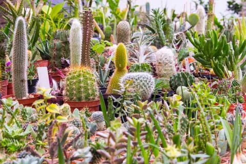 Cactus mix 1 Stock Photos