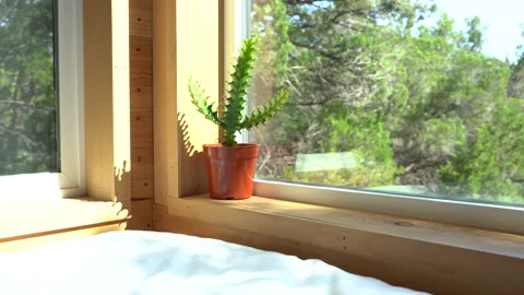 Cactus in Modern Wooden Window Setting Stock Footage 160302507