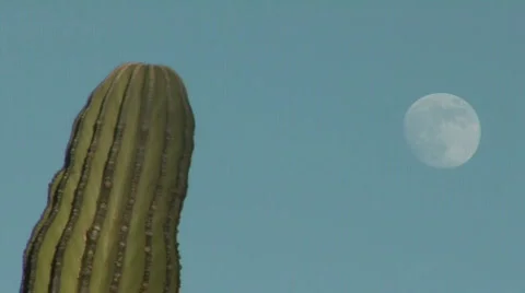 Cactus with moon in background Video stock 298775