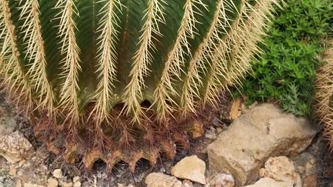Cactus with motion Stock Footage 296398212