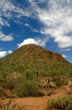 Cactus Mound Stock Photos